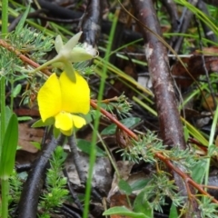 Gompholobium huegelii (Pale Wedge Pea) at Tidbinbilla Nature Reserve - 6 Dec 2014 by galah681