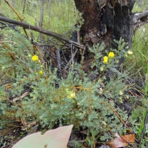 Gompholobium huegelii at Paddys River, ACT - 6 Dec 2014