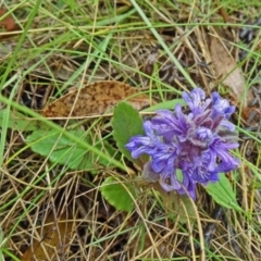 Ajuga australis (Austral Bugle) at Paddys River, ACT - 6 Dec 2014 by galah681