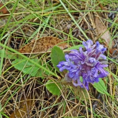 Ajuga australis (Austral Bugle) at Tidbinbilla Nature Reserve - 6 Dec 2014 by galah681