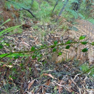 Dianella tasmanica (Tasman Flax Lily) at Tidbinbilla Nature Reserve - 6 Dec 2014 by galah681