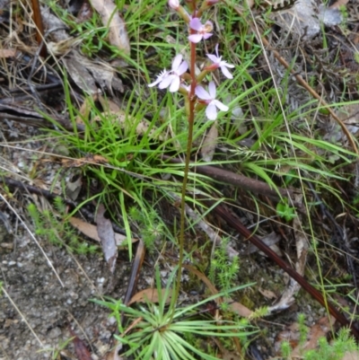 Stylidium graminifolium (Grass Triggerplant) at Tidbinbilla Nature Reserve - 6 Dec 2014 by galah681