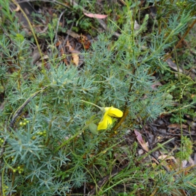 Gompholobium huegelii (Pale Wedge Pea) at Tidbinbilla Nature Reserve - 6 Dec 2014 by galah681