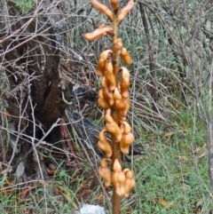 Gastrodia sesamoides (Cinnamon Bells) at Tidbinbilla Nature Reserve - 6 Dec 2014 by galah681
