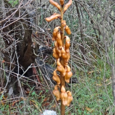 Gastrodia sesamoides (Cinnamon Bells) at Tidbinbilla Nature Reserve - 6 Dec 2014 by galah681
