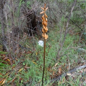 Gastrodia sesamoides at Paddys River, ACT - suppressed