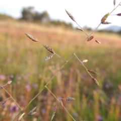 Eragrostis brownii (Common Love Grass) at Bonython, ACT - 13 Nov 2014 by MichaelBedingfield