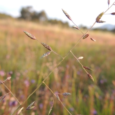 Eragrostis brownii (Common Love Grass) at Bonython, ACT - 13 Nov 2014 by MichaelBedingfield