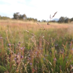 Eragrostis brownii at Bonython, ACT - 13 Nov 2014 07:32 PM