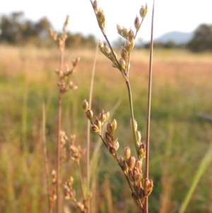 Juncus subsecundus at Bonython, ACT - 13 Nov 2014 07:34 PM