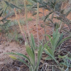 Plantago varia (Native Plaintain) at Bonython, ACT - 13 Nov 2014 by michaelb