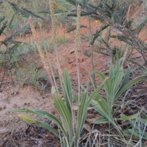 Plantago varia at Bonython, ACT - 13 Nov 2014