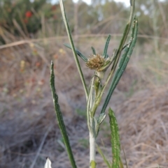 Euchiton sphaericus (Star Cudweed) at Bonython, ACT - 13 Nov 2014 by michaelb