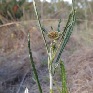 Euchiton sphaericus at Bonython, ACT - 13 Nov 2014