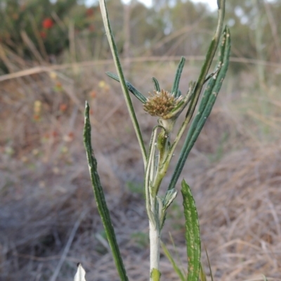 Euchiton sphaericus (star cudweed) at Bonython, ACT - 13 Nov 2014 by MichaelBedingfield