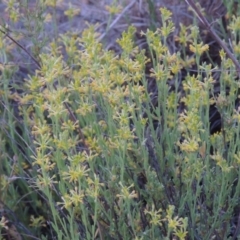 Pimelea curviflora (Curved Rice-flower) at Bonython, ACT - 13 Nov 2014 by MichaelBedingfield