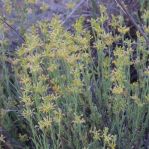 Pimelea curviflora at Bonython, ACT - 13 Nov 2014 07:59 PM