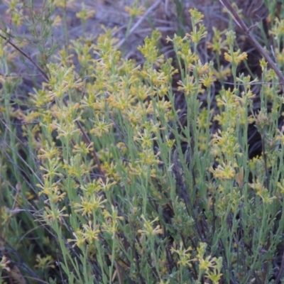 Pimelea curviflora (Curved Rice-flower) at Bonython, ACT - 13 Nov 2014 by michaelb