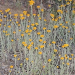 Chrysocephalum apiculatum (Common Everlasting) at Greenway, ACT - 13 Nov 2014 by MichaelBedingfield