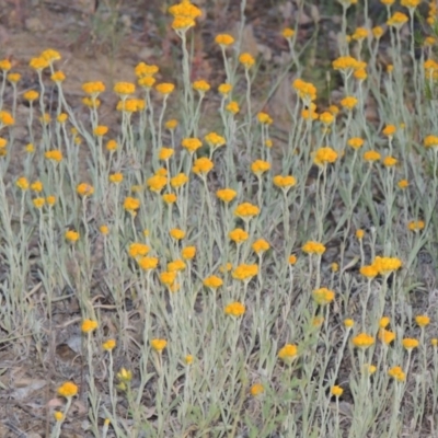 Chrysocephalum apiculatum (Common Everlasting) at Greenway, ACT - 13 Nov 2014 by MichaelBedingfield