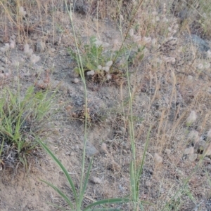 Dianella sp. aff. longifolia (Benambra) at Bonython, ACT - 13 Nov 2014 08:07 PM