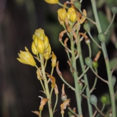 Bulbine glauca (Rock Lily) at Greenway, ACT - 13 Nov 2014 by michaelb