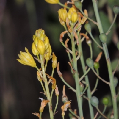 Bulbine glauca (Rock Lily) at Greenway, ACT - 13 Nov 2014 by MichaelBedingfield