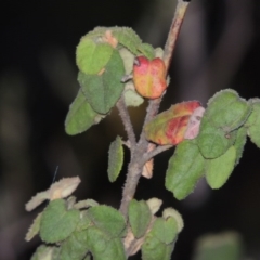 Correa reflexa var. reflexa (Common Correa, Native Fuchsia) at Greenway, ACT - 13 Nov 2014 by MichaelBedingfield