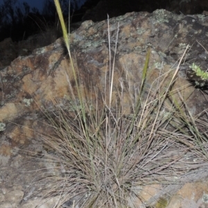 Austrostipa densiflora at Greenway, ACT - 13 Nov 2014