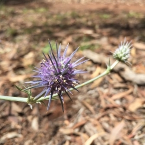 Eryngium ovinum at Hackett, ACT - 7 Dec 2014