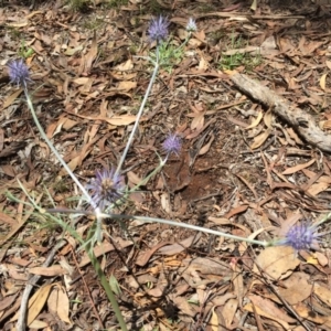 Eryngium ovinum at Hackett, ACT - 7 Dec 2014 01:03 PM