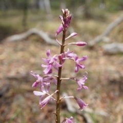 Dipodium roseum (Rosy Hyacinth Orchid) at Mount Majura - 7 Dec 2014 by AaronClausen