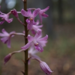 Dipodium roseum at Canberra Central, ACT - suppressed