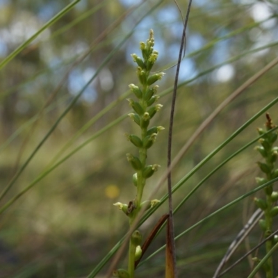 Microtis sp. (Onion Orchid) at Mount Majura - 7 Dec 2014 by AaronClausen