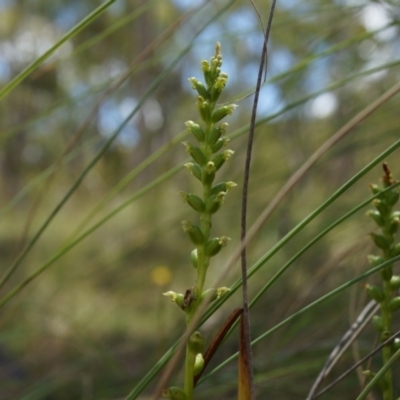 Microtis sp. (Onion Orchid) at Canberra Central, ACT - 7 Dec 2014 by AaronClausen