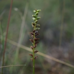 Microtis sp. (Onion Orchid) at Mount Majura - 7 Dec 2014 by AaronClausen