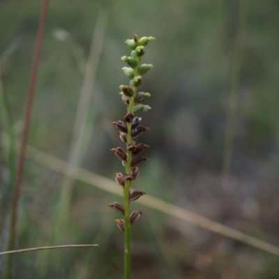 Microtis sp. (Onion Orchid) at Mount Majura - 7 Dec 2014 by AaronClausen