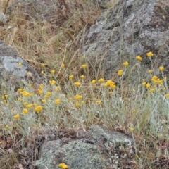 Chrysocephalum apiculatum (Common Everlasting) at Conder, ACT - 15 Nov 2014 by MichaelBedingfield
