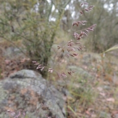 Poa sieberiana (Poa Tussock) at Conder, ACT - 15 Nov 2014 by michaelb