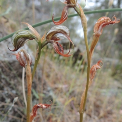 Oligochaetochilus hamatus (Southern Hooked Rustyhood) at Conder, ACT - 15 Nov 2014 by MichaelBedingfield