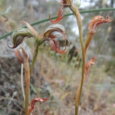 Oligochaetochilus hamatus (Southern Hooked Rustyhood) at Conder, ACT - 15 Nov 2014 by michaelb