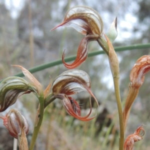 Oligochaetochilus hamatus at Conder, ACT - 15 Nov 2014