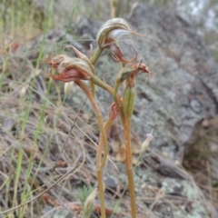 Oligochaetochilus hamatus at Conder, ACT - suppressed