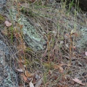 Oligochaetochilus hamatus at Conder, ACT - suppressed