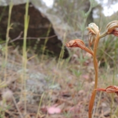 Oligochaetochilus hamatus at Conder, ACT - 15 Nov 2014