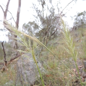 Dichelachne sp. at Conder, ACT - 15 Nov 2014 06:40 PM