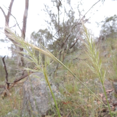 Dichelachne sp. (Plume Grasses) at Rob Roy Range - 15 Nov 2014 by michaelb