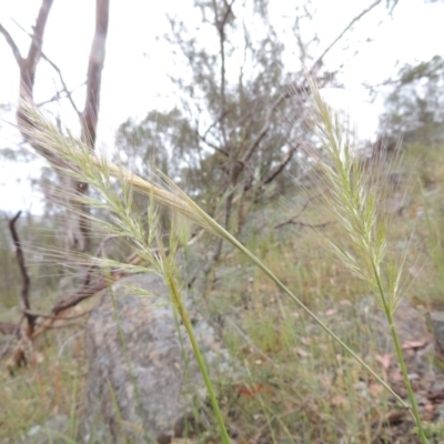 Dichelachne sp. (Plume Grasses) at Conder, ACT - 15 Nov 2014 by MichaelBedingfield