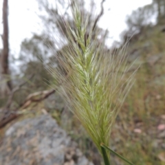 Dichelachne sp. at Conder, ACT - 15 Nov 2014 06:40 PM