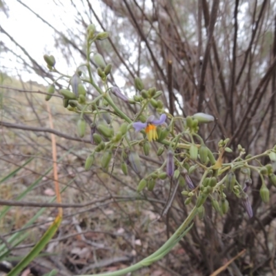 Dianella sp. aff. longifolia (Benambra) (Pale Flax Lily, Blue Flax Lily) at Conder, ACT - 15 Nov 2014 by MichaelBedingfield